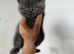 Pure-breed British Shorthair Kittens