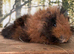Baby boar guinea pigs