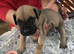 Presa canario pupps
