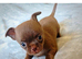 Tiny Chocolate smooth coat Chihuahua babies