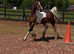 Cob x sportshorse filly