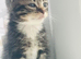 Kitten
