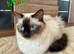 Beautiful Ragamese Kittens (Ragdoll × Siamese) – 4 Available