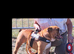 *STUNNING STANDARD KC REGISTERED STUD*