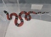 CB25 Sinaloan Milk Snakes
