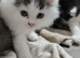 Adorable PersianX Kittens.Read description