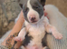 3/4 whippet x  1/4 lurcher puppies for sale