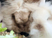 3 Stunning Mini Lops for Sale