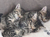British shorthair cross (last left !)