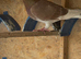 Racer cock bird