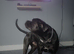 Blue cane corso