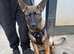 German Shepherd Puppy &ndash; 22 Weeks Old &ndash; Back Up for Sale