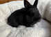 Netherland dwarf male