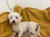Maltipoo Babies