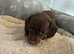 Miniature dachshund puppies