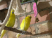 3 budgies One bonded pair and a male budgie ,no cage ,not tamed