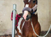 Approx 14.2hh all rounder type