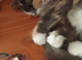 Cat for sale