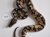 Royal python babies available between £40 - £70