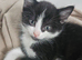 kittens ready 19/ 09/26