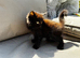 9 weeks old Ragdoll X British short hair 4 kittens available ready now