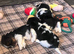 4 Pure Biewer Terrier for sale