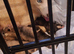 2 female siberian husky pups