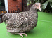 4 month old Cuckoo Maran pullets