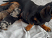 Stunning mini dachshund puppies