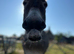 STUD Donkey