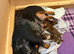 gorgeous mini dachshund girls