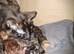 3 beautiful kittens