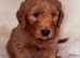 Australian labradoodles