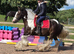 Joe 14.2hh aride & Drive 9yo gelding