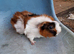 Male guinea pigs