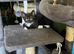 Kittens ready for forever home