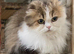 TICA registered adult cats