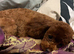 Deep red female Asian toy poodle