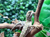 Rankins Dragons at Birmingham Reptiles