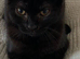 Beautiful kitten boy mix British short hair and black and white cat