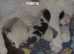 Siamese/Bsh cross ragdoll/Bsh - 3 x cream/silver/beige with blue eyes - 2 blue and white