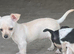 Stunning cutie chihuahua puppies