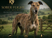 Powerful Brindle Greyhound Stud – Registered