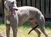 QUALITY LURCHER DOG
