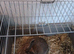 Mixed breed rabbit male