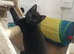 1 black male kitten for sale