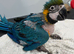 Baby Hand-Rearing Blue and Gold Macaw Parrot
