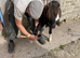 Miniature Shetland filly
