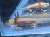 Axolotl babies
