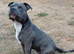 KC registered blue staffy available for stud